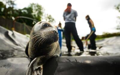 Fate Un-seal-ed: In conversation with Seal Rescue Ireland