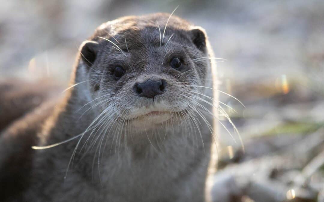 In Otter News: In Conversation with Cork Nature Network